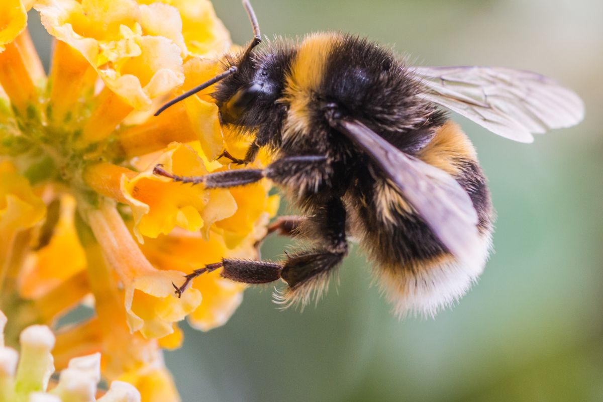 Stock image of a bee and a flower