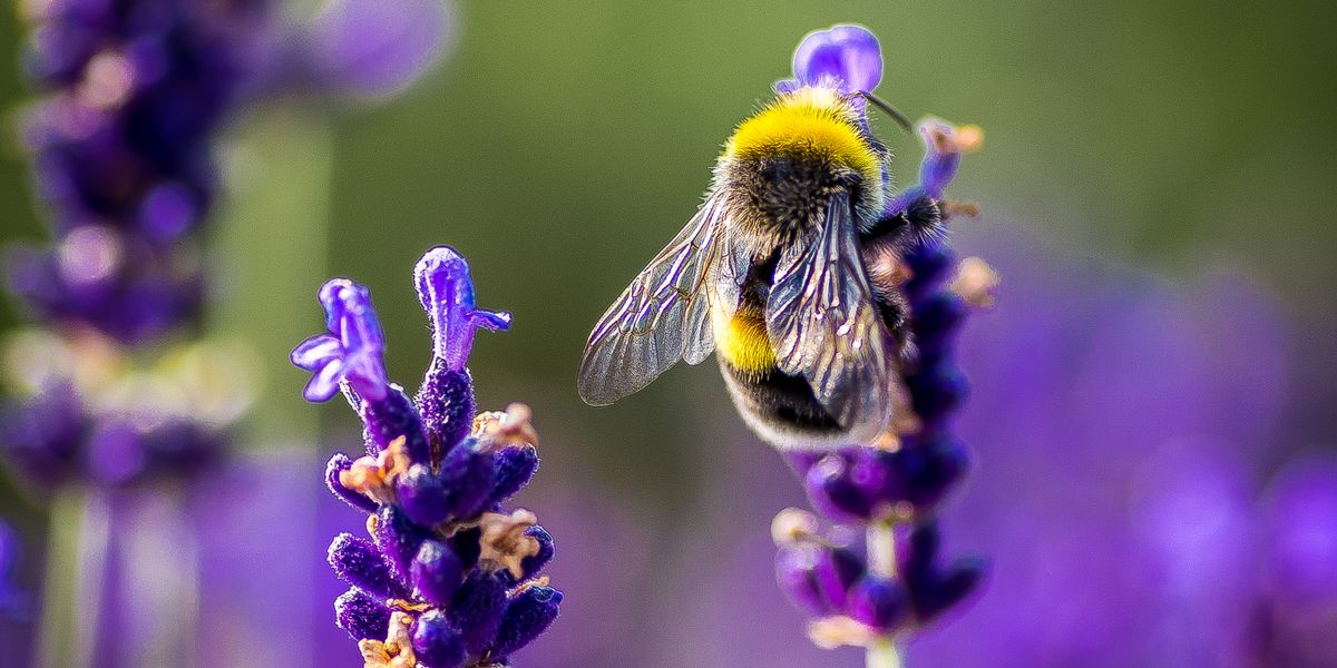 Stock image of a bee on a lavender flower